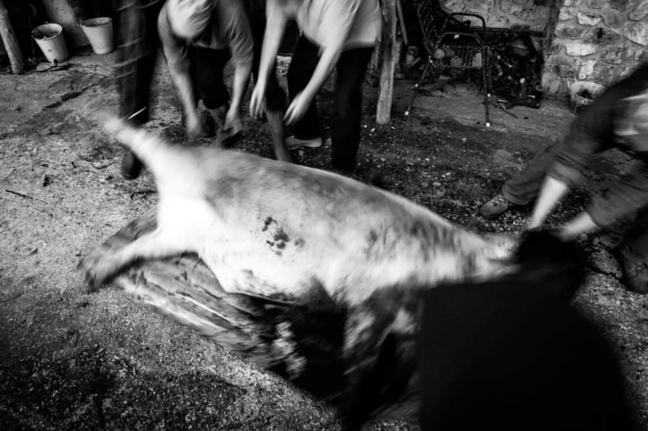L'antica tradizione della macellazione del maiale in Costa d'Amalfi. La presa del maiale