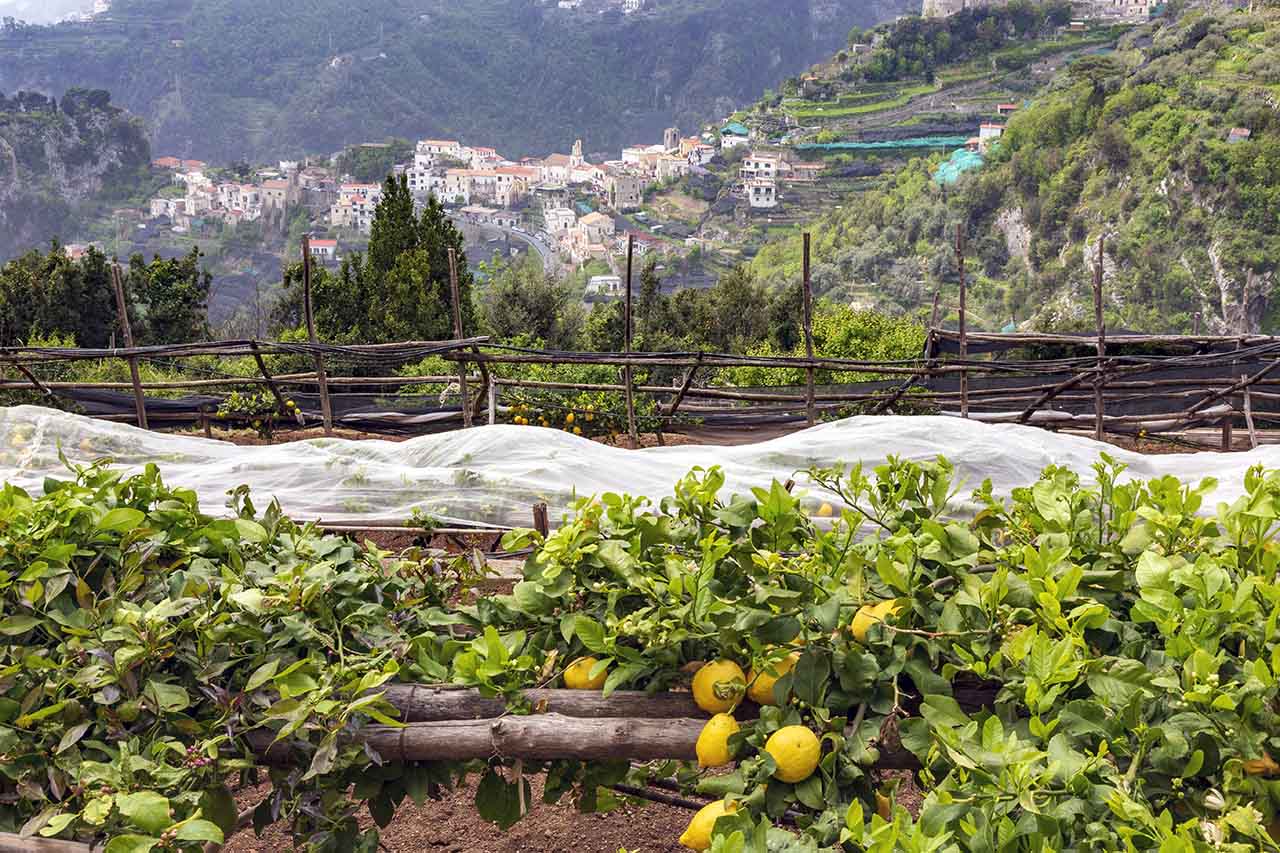La sostenibilità dei giardini verticali in Costa d'Amalfi, la terrazza di limoni ad Amalfi
