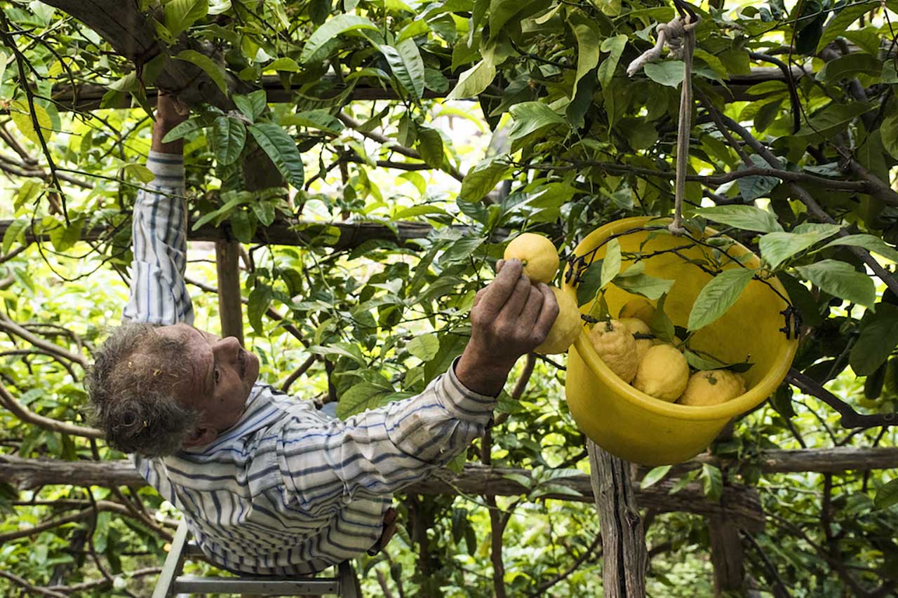 Amalfi Lemon Experience con Salvatore Aceto in Costa d'Amalfi