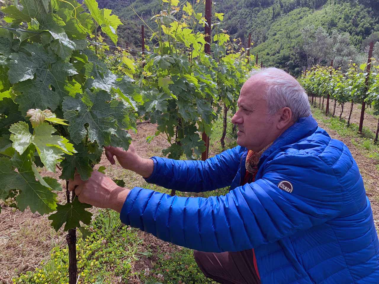 Il vignaiolo Gaetano Bove dellaTenuta San Francesco a Tramonti, in Costa d'Amalfi. Gaetano Bove nella sua vigna