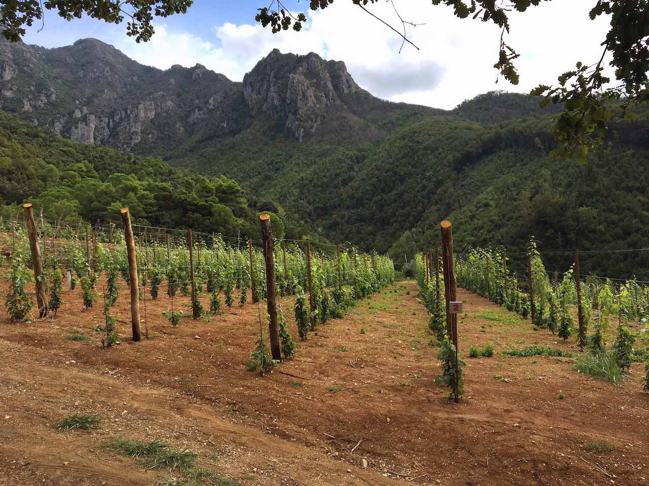 Il vignaiolo Gaetano Bove dellaTenuta San Francesco a Tramonti, in Costa d'Amalfi. Immersa nella natura di Tramonti, una delle vigne di Tenuta San Francesco